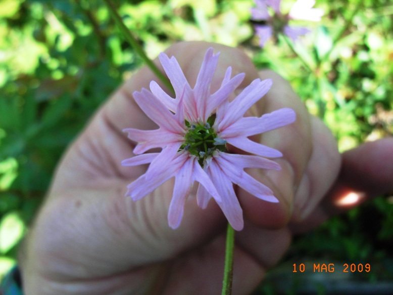 Cariophillacea? - Silene flos-cuculi